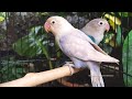 Lovebird Chirping Sounds - Pastel Violet Fischer & Blue Fischer