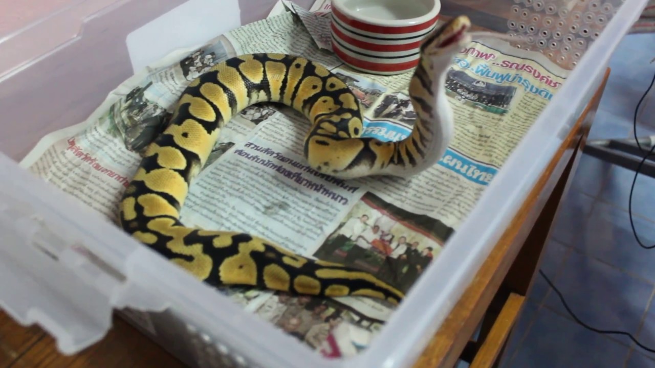 animal and man ▶งู Ball python กินเหยื่อต่อเนื่อง [ Seventeen Farm ]