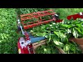 Terrateck - Green salads harvester