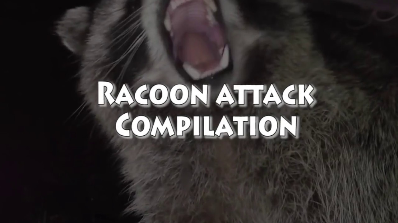Angry Raccoons Attack Humans Compilation [ RACCOON EDITION ] YouTube