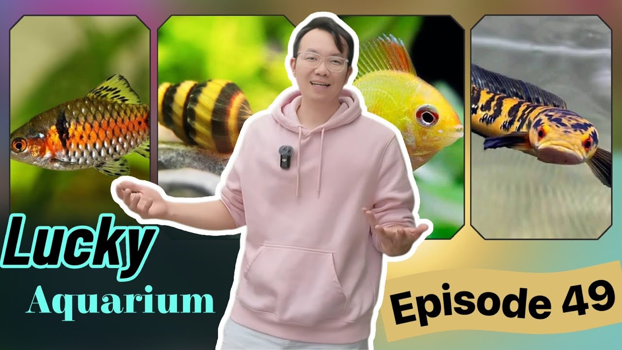 EP49: Lucky Aquarium [For Low Budget Planted Tank Hobbyists]