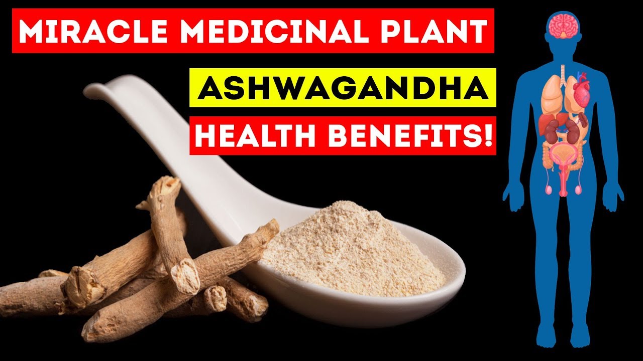 ashwagandha uses for hair The Miracle Medicinal Plant Ashwagandha Health Benefits!