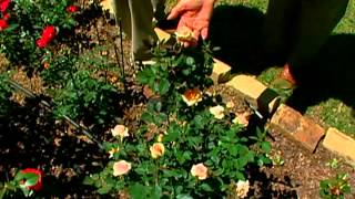 Miniature Roses with Brenda Johnson