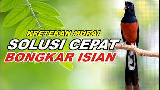 PANCINGAN MURAI BATU FULL ISIAN TEMBAKAN MEWAH, AMPUH MELATIH MURAI EMOSI BONGKAR ISIAN