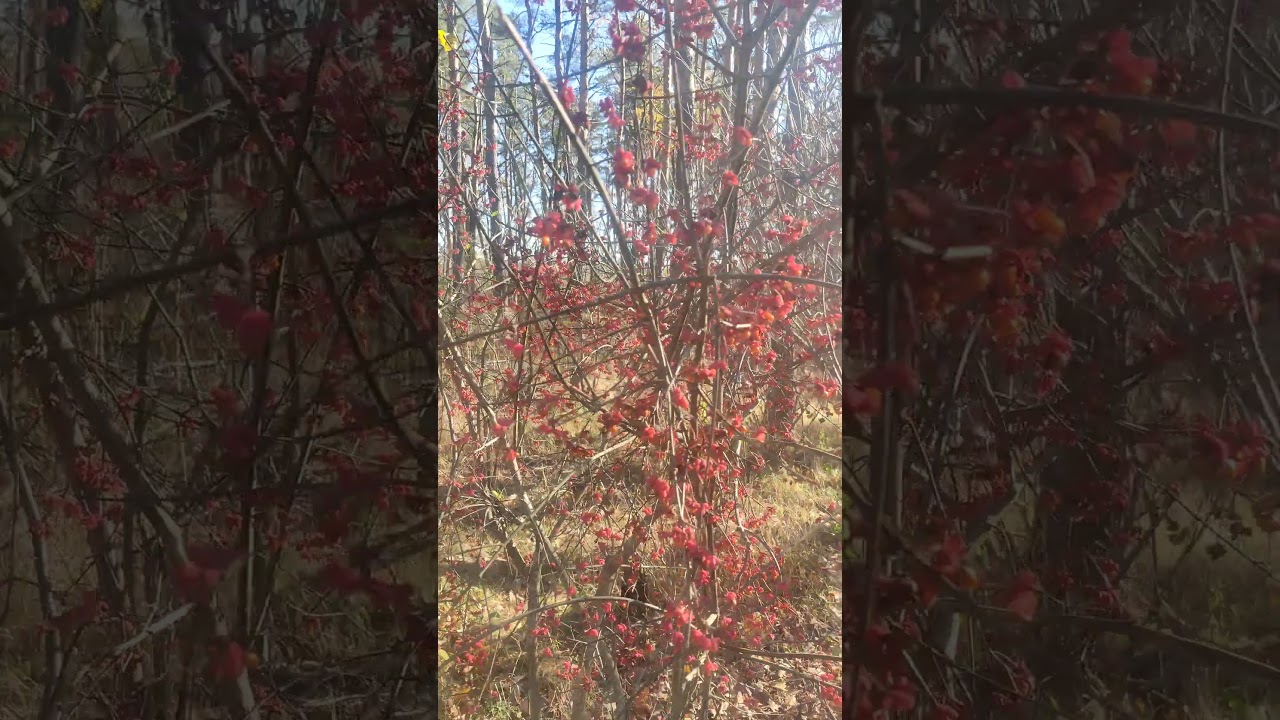 #Кустарник 🌹с Красными Цветами Бересклет или #Бруслина Euonymus Europaeus 4k Nature & Plants World