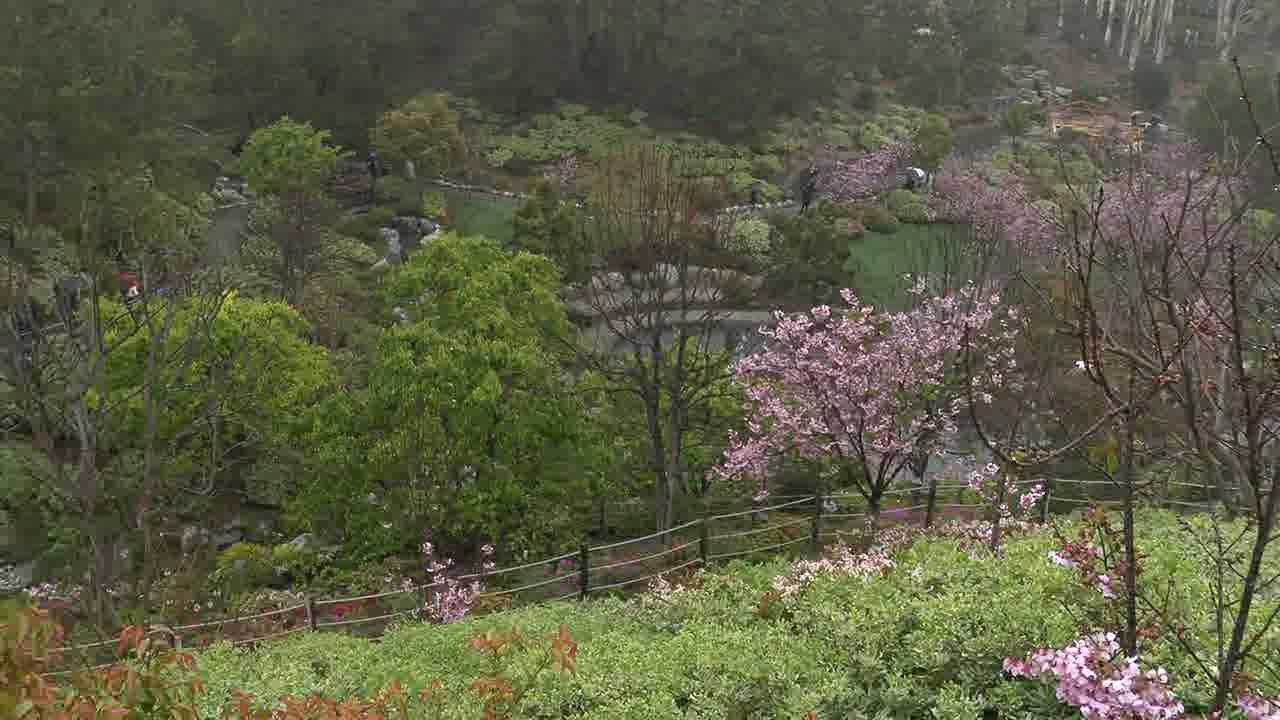Japanese Friendship Garden Cherry Blossom Festival returns to Balboa