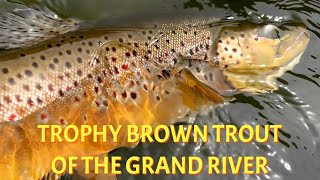 Grand River Trophy Brown Trout | A Success Story