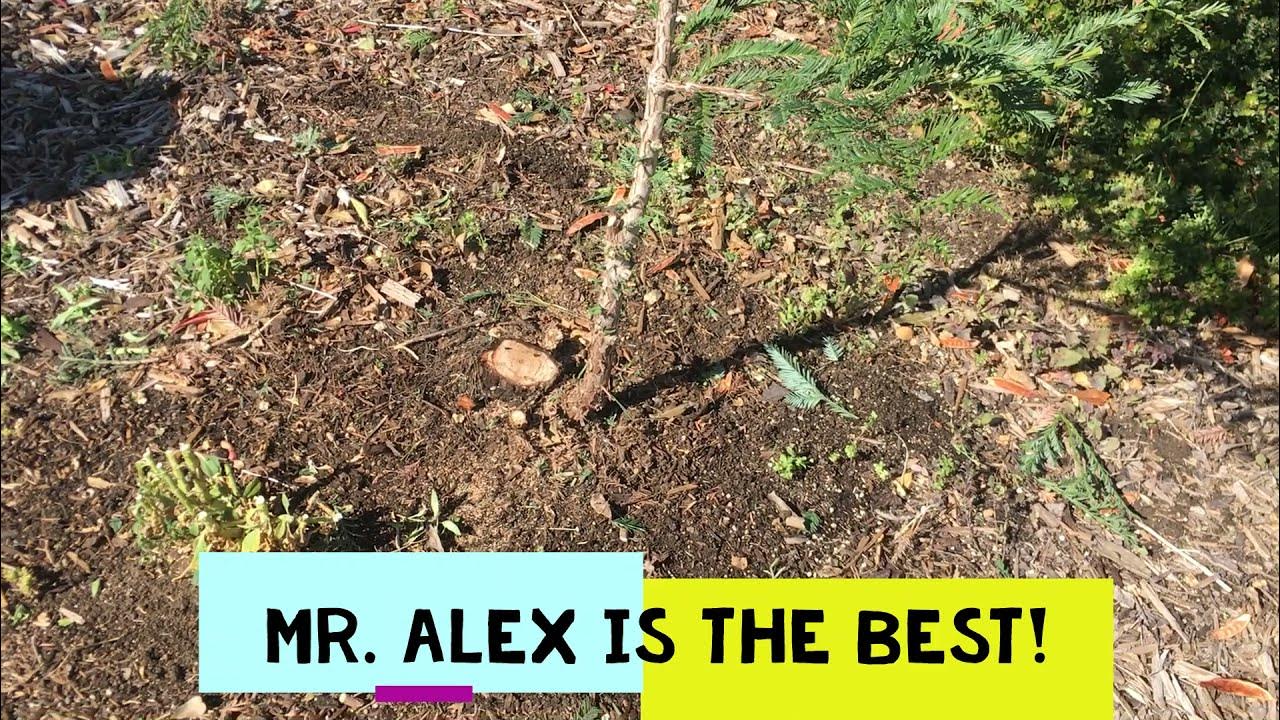 Bringing A Dead Tree Back To Life // Redwood Resurrection YouTube