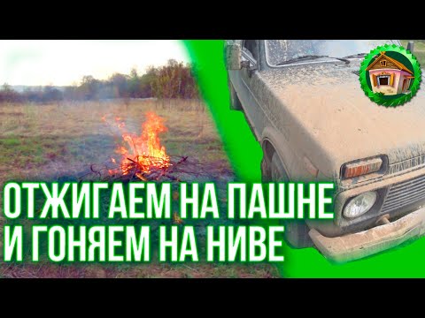 Бейне: Анальды вектор