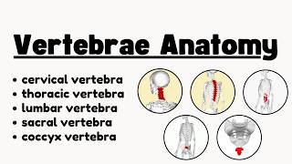Anatomy of a Typical Vertebra