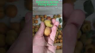 Automatic Apricot Pitting Machine #fruitpittingmachine #foodprocessingequipment