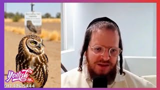 Casa Grande’s coolest residents live underground 🦉