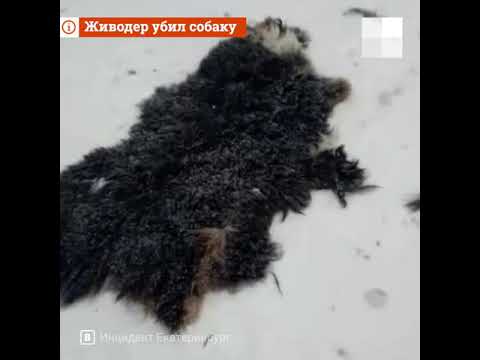 Свердловская область: живодер убил и разделал своего мастифа