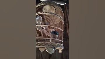 burung. perkutut. kantong. semar. mbah kancel