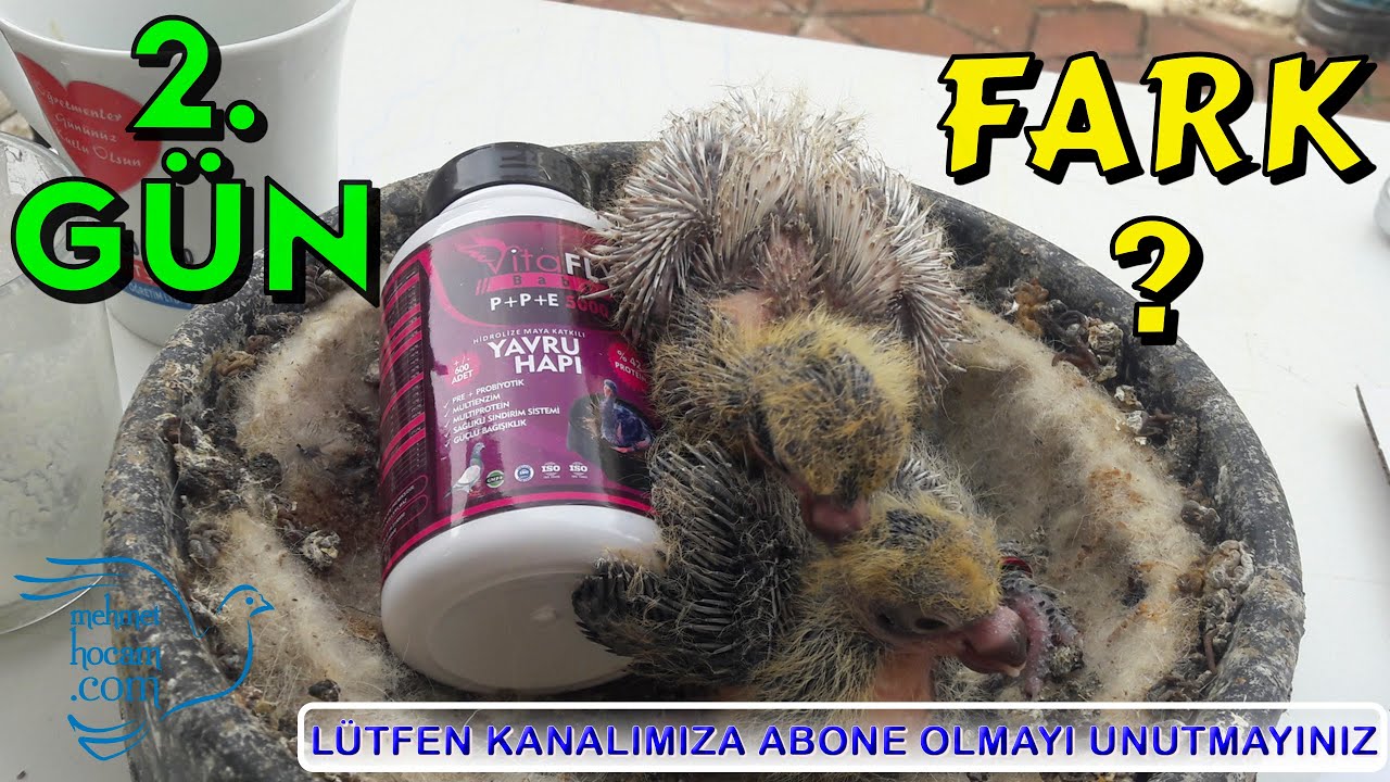 Fly Yavru Güvercin Hapı Testi 2.Gün