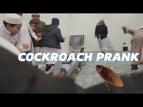 Cockroach Prank (THIS WAS HILARIOUS) - YouTube