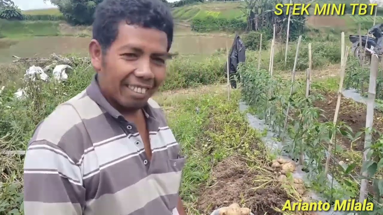 Pemanenan kentang STEK MINI di lapangan terbuka