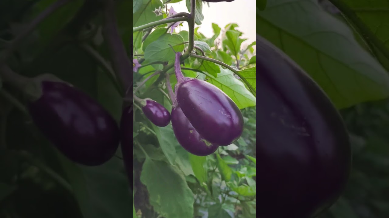 Brinjal bacterial wilt problem # Aries Rajat HD for bacterial tritment 