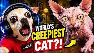 Baxter Reacts to a Talking Cat! 😳