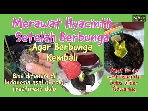 Video: Hyacinth Selepas Berbunga