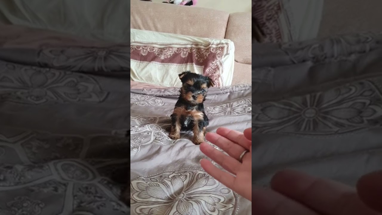 Девочка йоркширский терьер, мини, беби-фейс