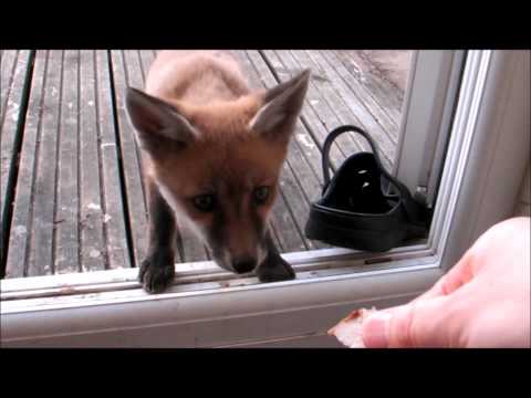 Fox Diary 2011-05-22