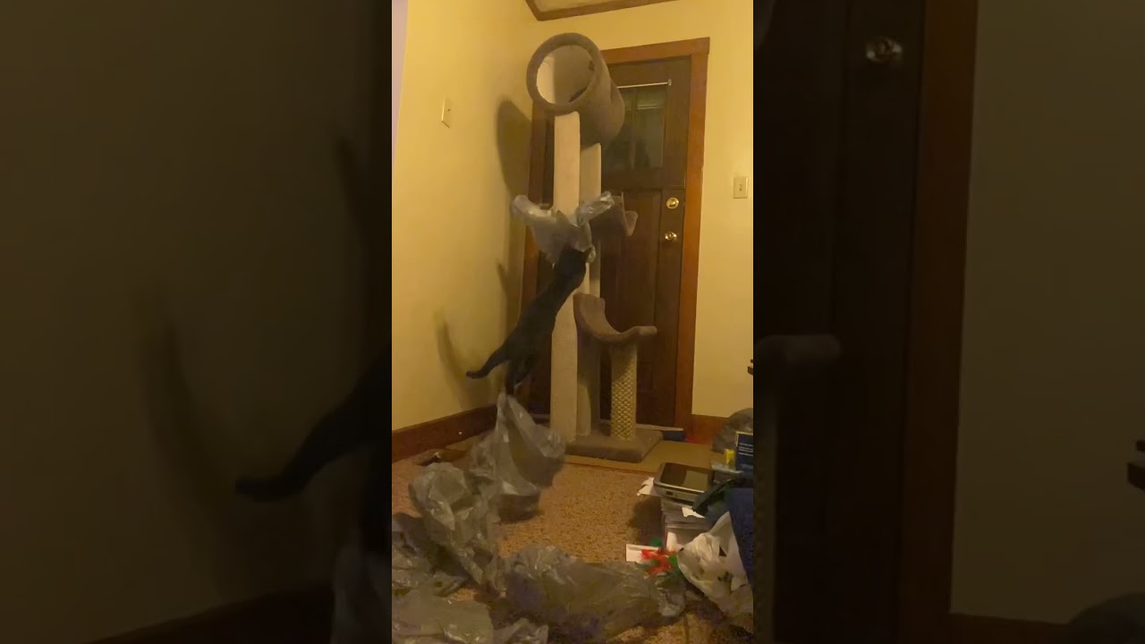 Epic Jump by 3 Month Old Kitten