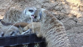 Meerkat Has Trouble Hanging Out with its Buddies in 4K Ultra HD