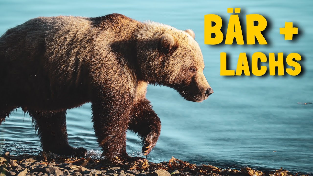 ALASKA-REISE: Zu Besuch bei Bär und Lachs | Chilkoot River, Haines