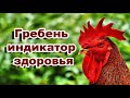 Как определить по гребню болезнь птицы.