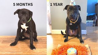 MY PUPPY GROWING UP! (20 WEEKS - 1 YEAR) FROM PUPPY TO DOG!