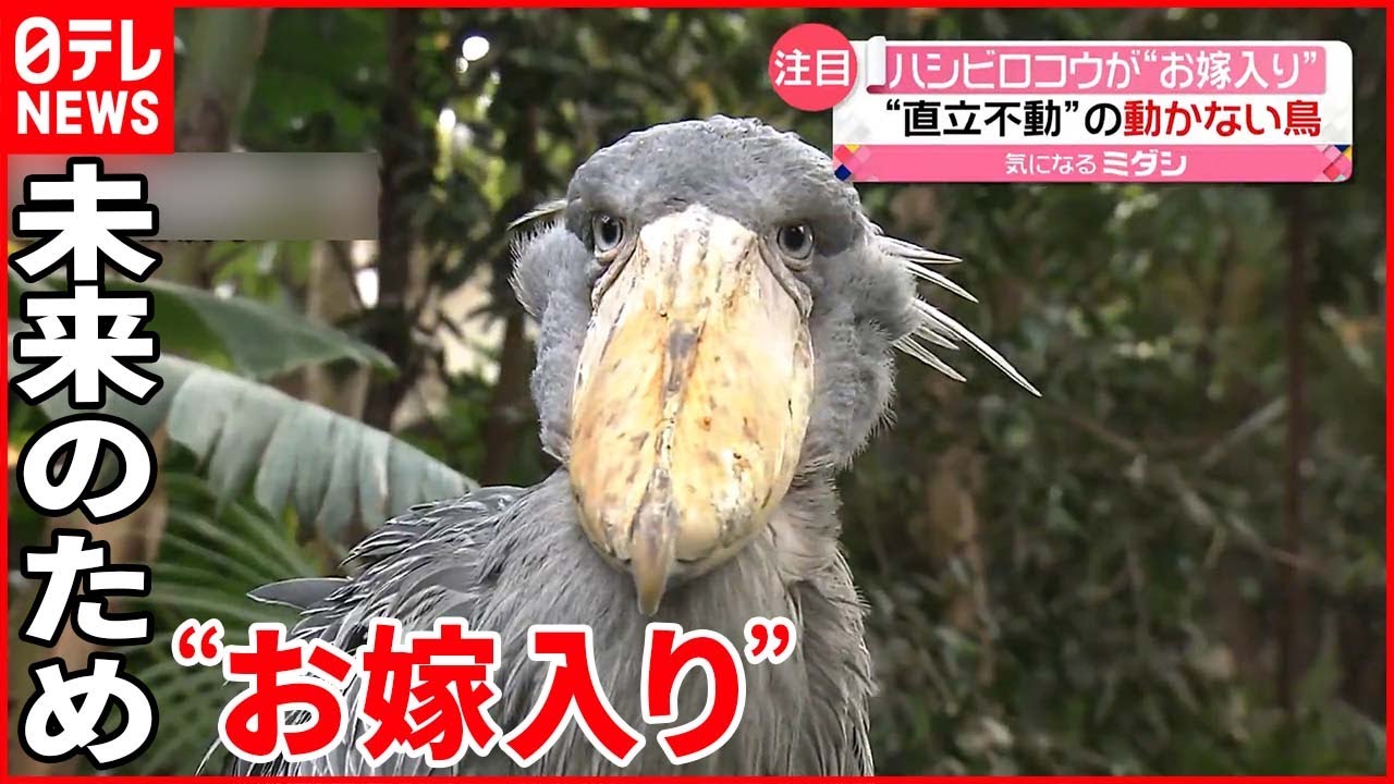 ハシビロコウ】栃木・那須から高知へ“嫁入り” - YouTube