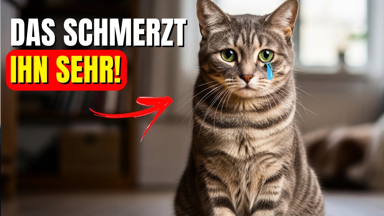 9 alltägliche Dinge, die Ihre Katze emotional tief verletzen