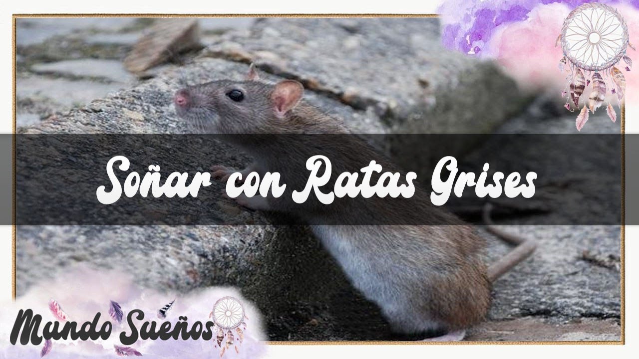 SOÑAR 😴 CON RATAS GRISES 🐀 QUÉ SIGNIFICA SOÑAR CON RATAS GRISES 👀