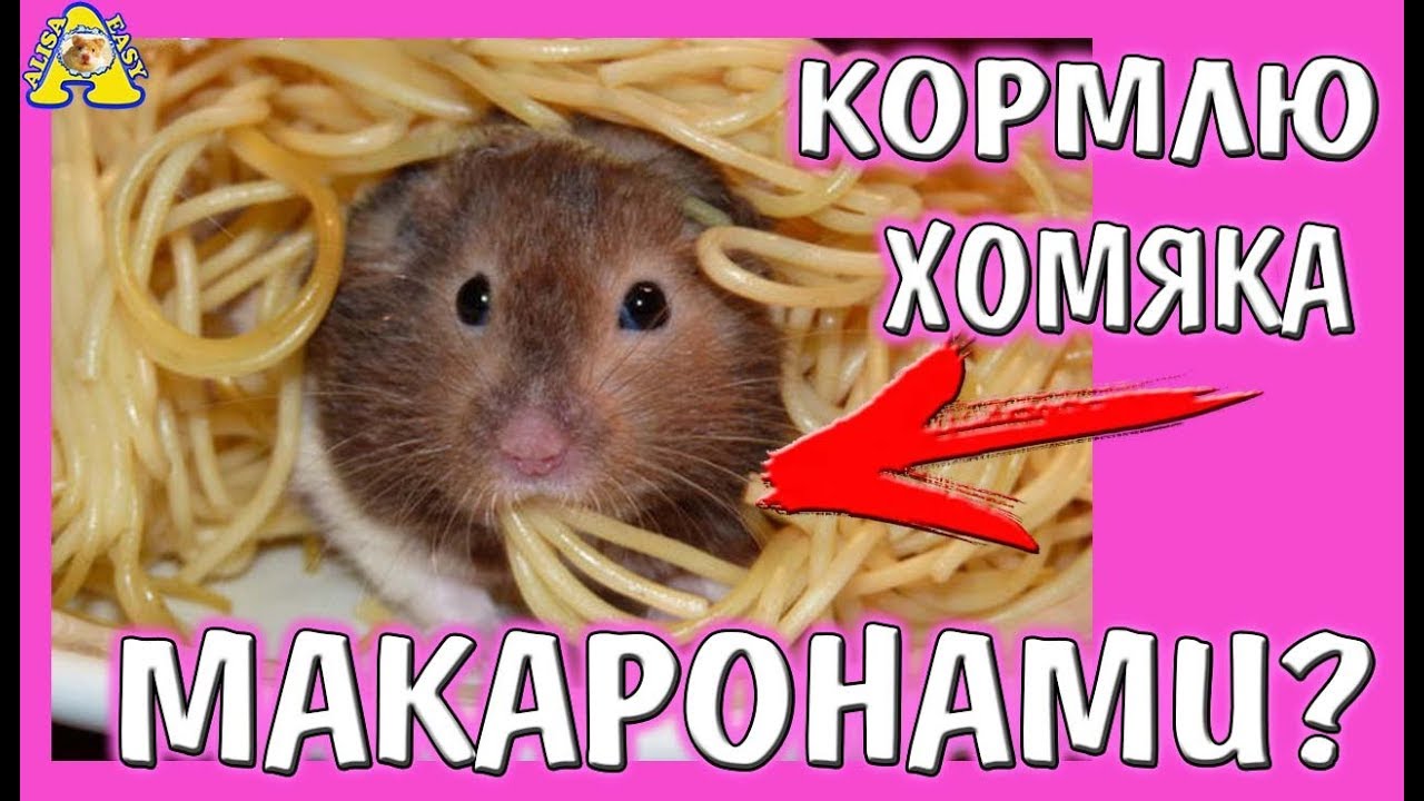 Жрущий хомяк. Хомяк с запасами. Можно ли хомякам макароны. Можно ли хомякам макароны. Хомяк ест макароны.