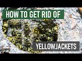 How to Get Rid of Yellowjackets (4 Easy Steps)