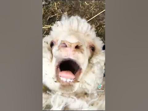 Баранина голова - YouTube