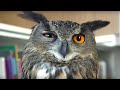 Eagle Owl Hiding In Library! | Earth Unplugged