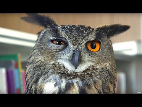 Eagle Owl Hiding In Library! | The Travel Edit