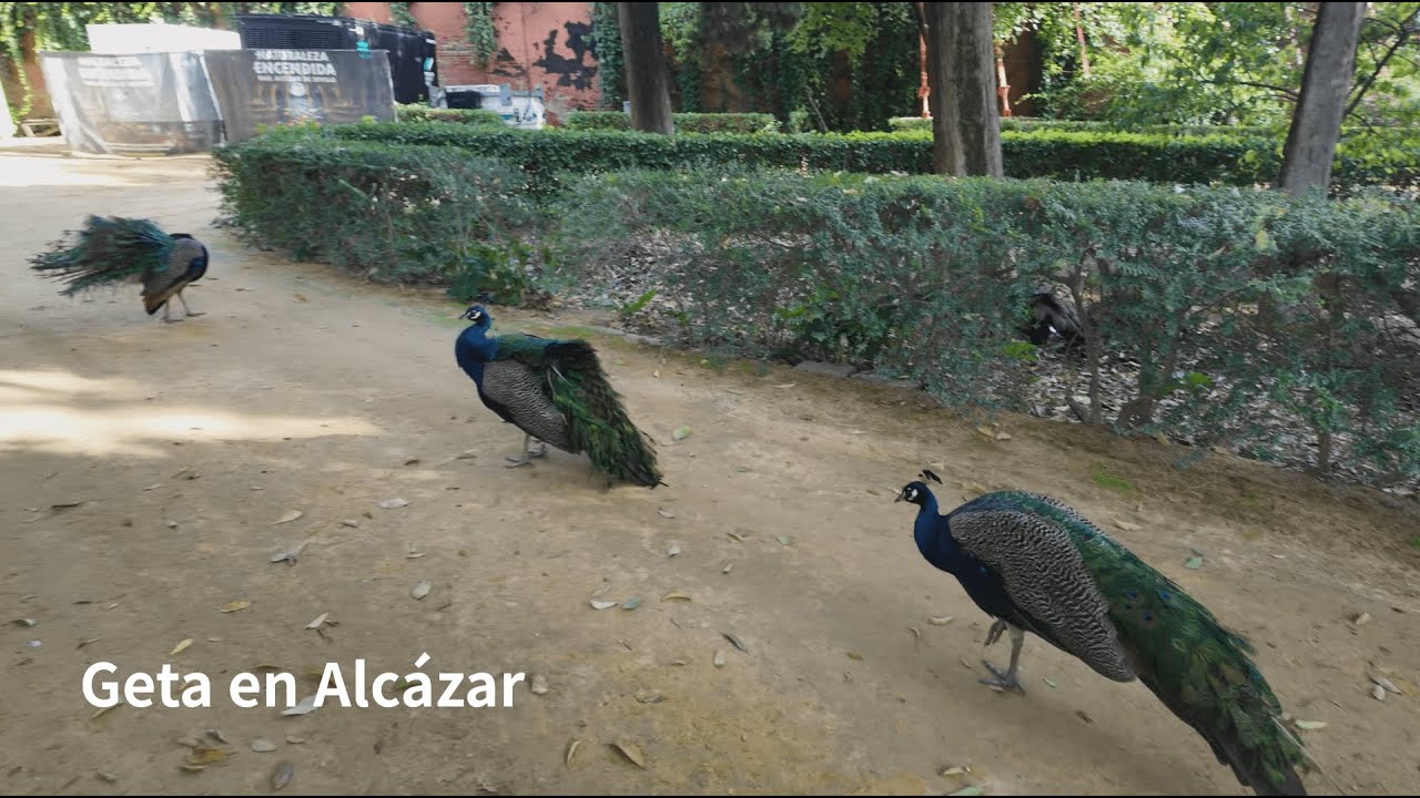 Geta Sandals in Alcázar 
