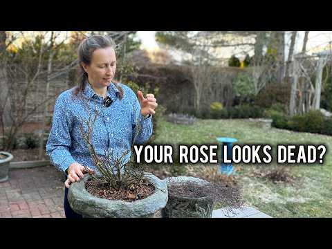 Winter Damage on Roses and What to do About It