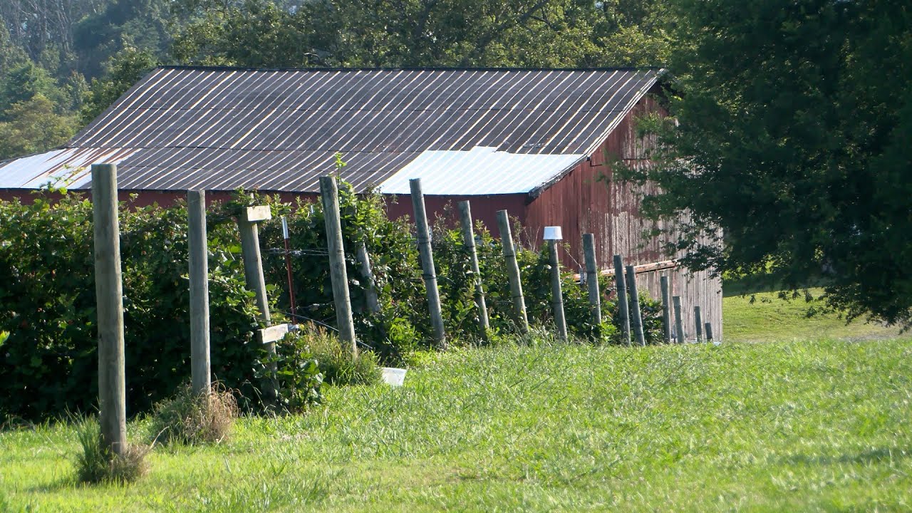 Agritourism in Northeast Tennessee: how visiting farms benefits farmers and you