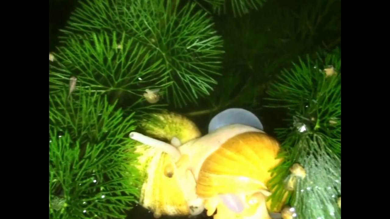 APPLE SNAIL BREEDING LAYING EGGS BABIES YouTube