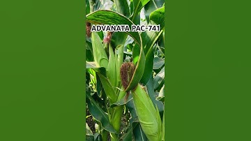 ADVANTA 741