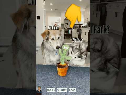 The end 😂😹 #pet#funnyshorts#viralshorts #animals#ytshorts