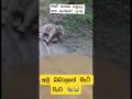 අලි බබාලගේ මැටි වැඩ 😹😹 #අලි #funny #viralvideo #fpy #shorts