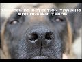 Tarheel k9 detection training in san angelo tx