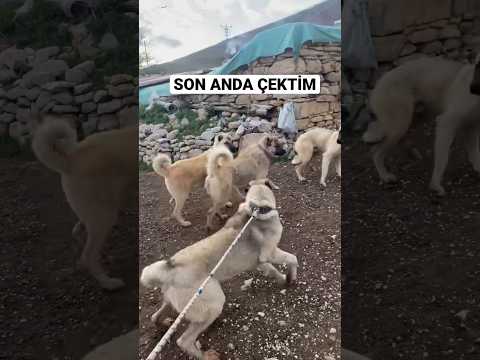 Video: Neden Köpekler Growl?