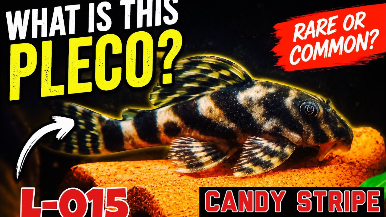 Candy stripe pleco care 