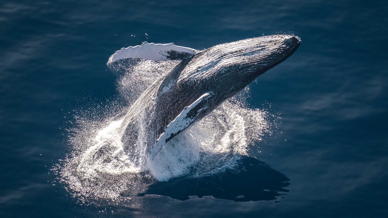 2025 Pacific Whale Migration- Maui Hawaii 4K